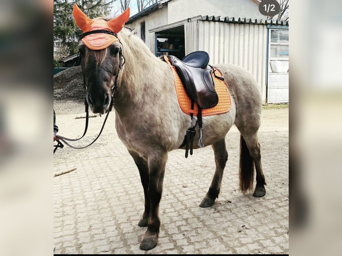 Konik Caballo castrado 11 años 149 cm in Kolbermoor