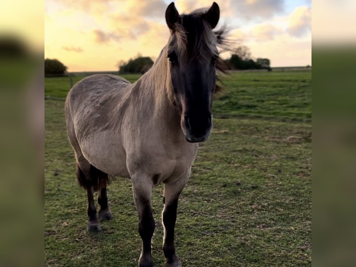 Konik Caballo castrado 13 años Bayo in Werdum