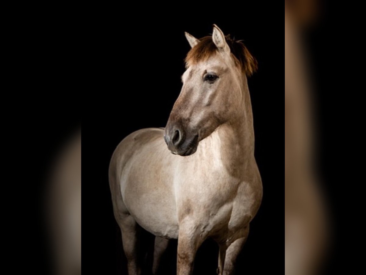 Konik Caballo castrado 17 años 137 cm in Reken