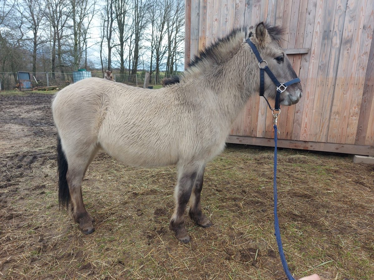 Konik Caballo castrado 2 años 125 cm Bayo in Hasselroth