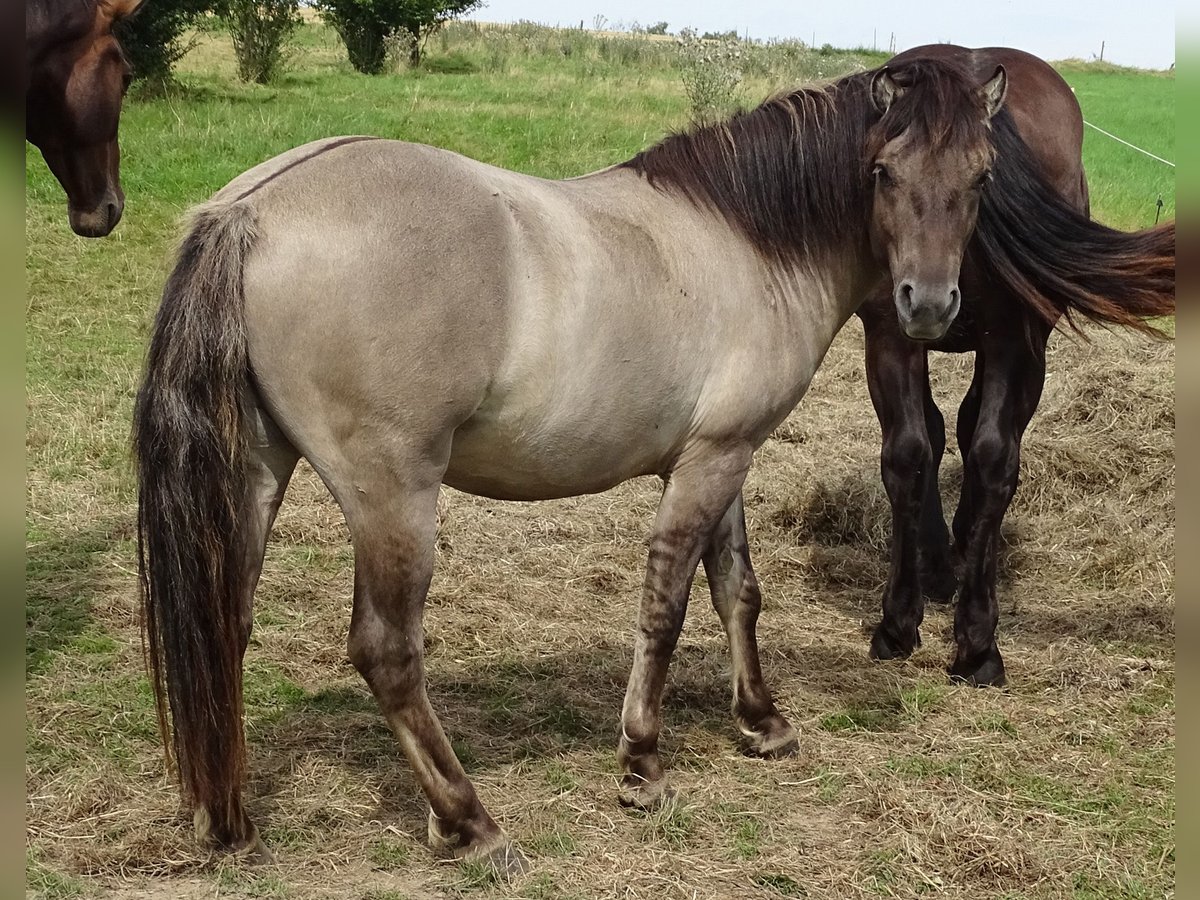 Konik Caballo castrado 4 años 134 cm Grullo in Reichelsheim