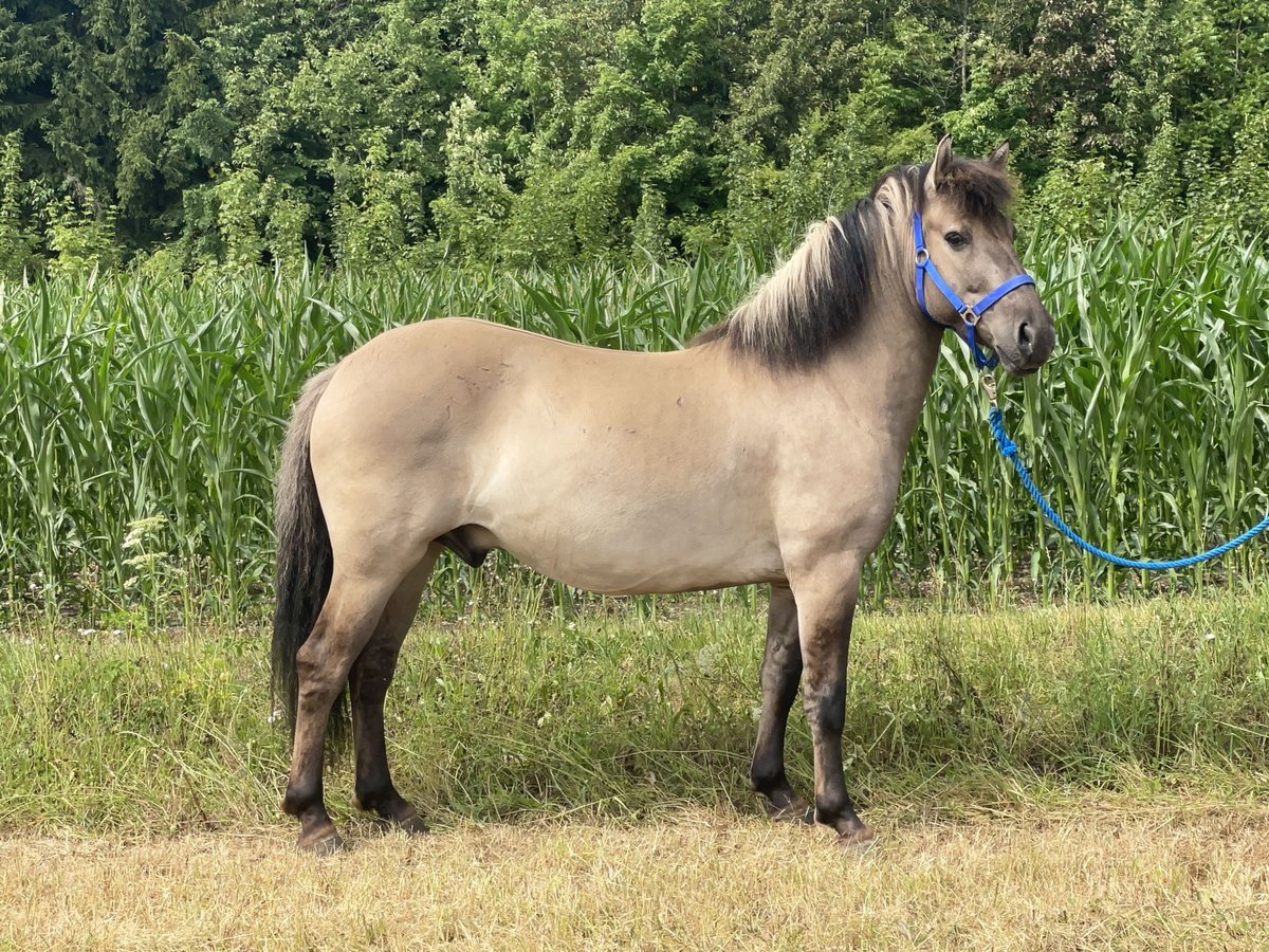 Konik Caballo castrado 4 años 140 cm Bayo in Fuchstal