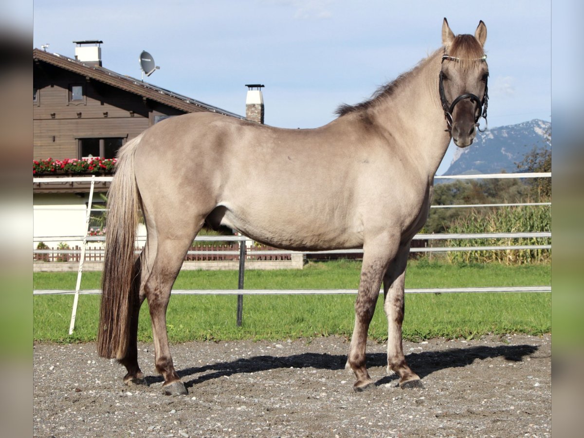 Konik Caballo castrado 4 años 141 cm Grullo in Kirchbichl