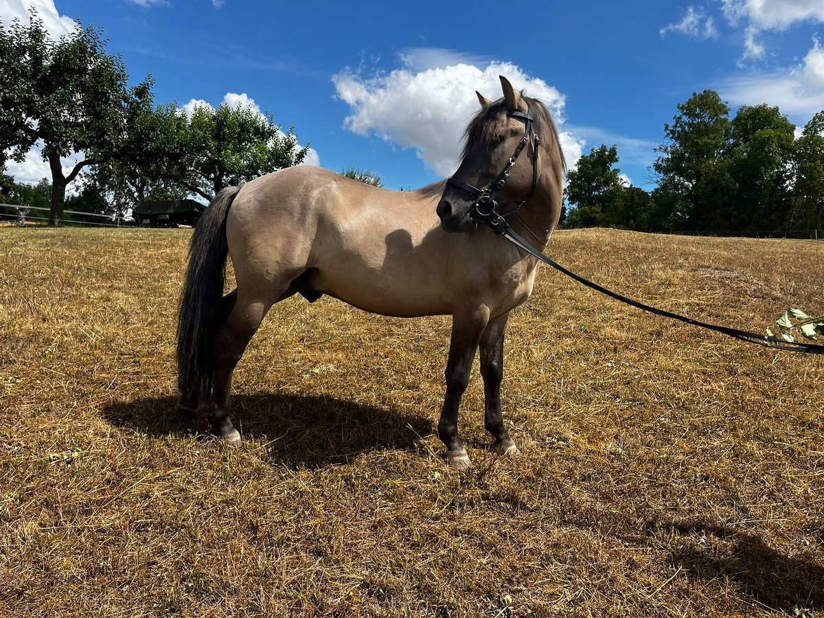 Konik Caballo castrado 4 años 142 cm in Kraichtal