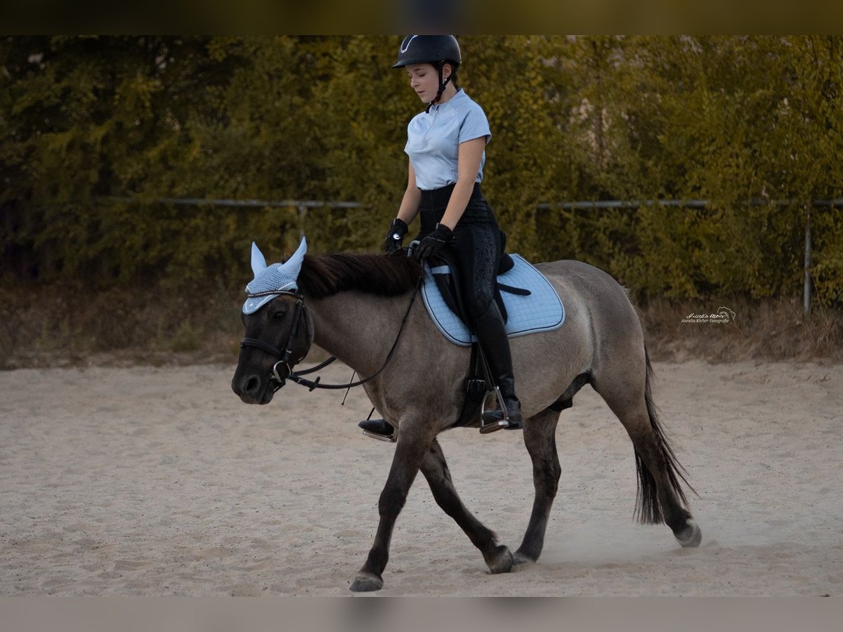 Konik Caballo castrado 7 años 132 cm Bayo in C&#xF6;lbe