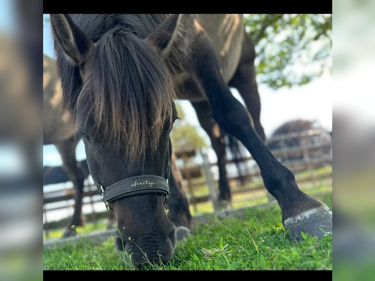 Konik Mestizo Caballo castrado 7 años 143 cm Grullo in Neustadt am Rübenberge