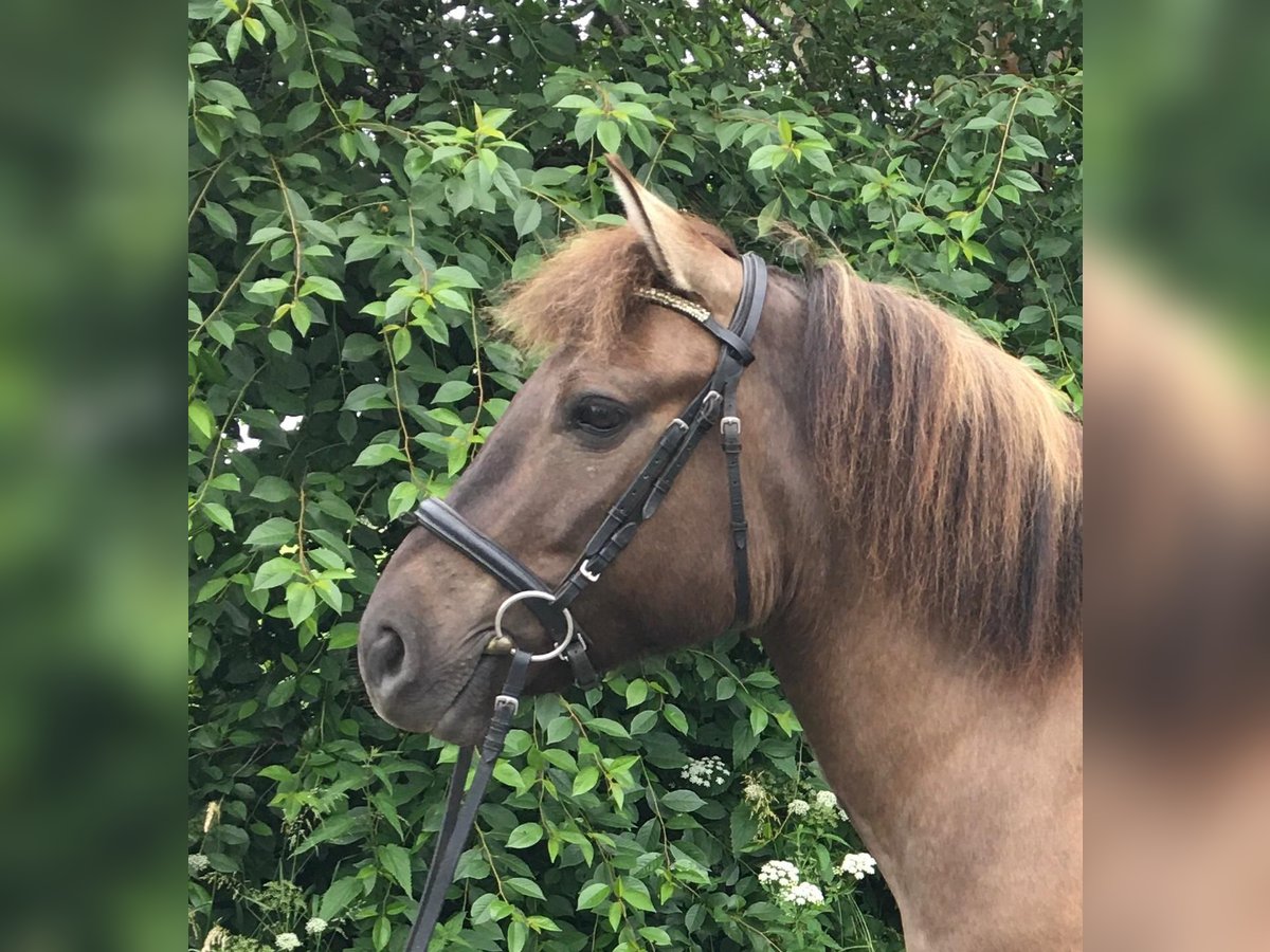 Konik Caballo castrado 8 años 139 cm Bayo in Satrup