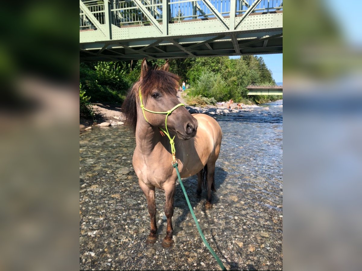 Konik Castrone 11 Anni 143 cm Falbo in Feldkirch