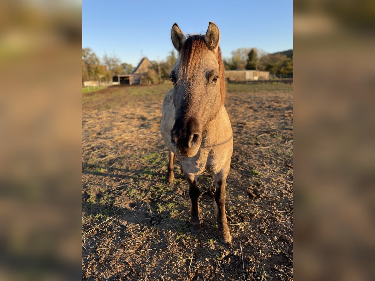 Konik Castrone 12 Anni 132 cm Falbo in Reitwein