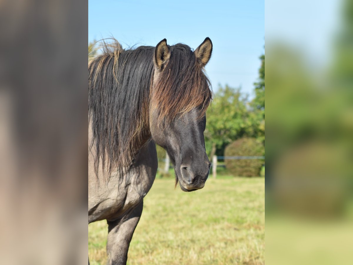 Konik Mix Castrone 16 Anni 152 cm in Melsbach