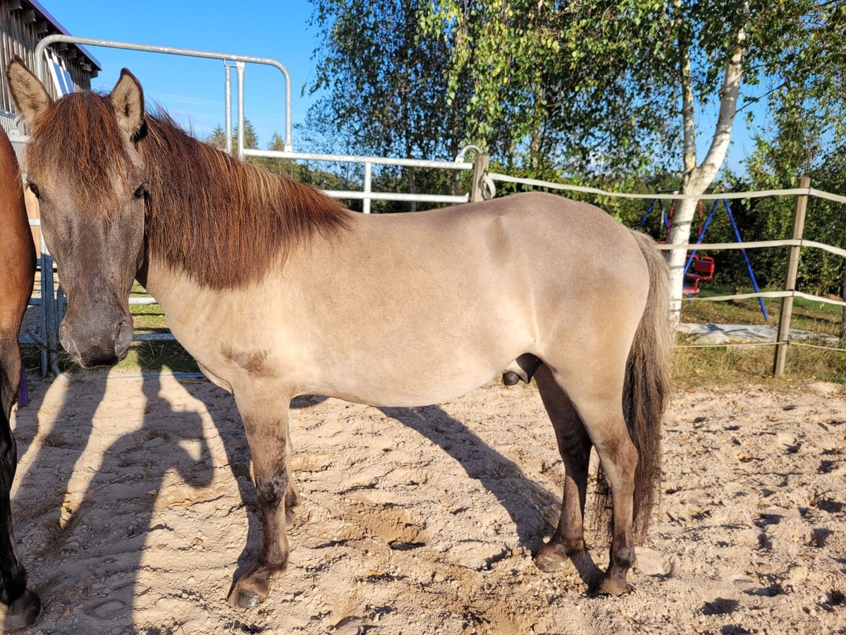 Konik Castrone 3 Anni 146 cm in Abtsgmünd