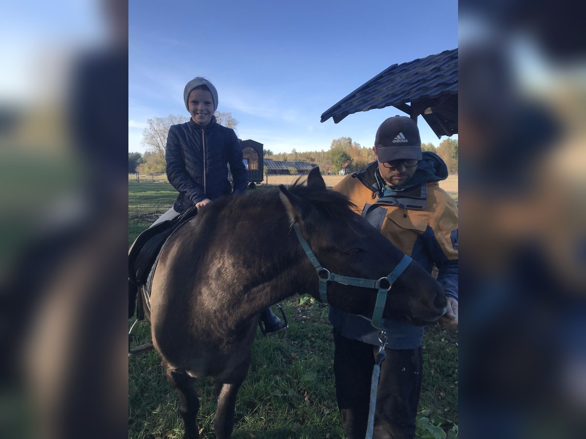 Konik Castrone 4 Anni 130 cm in Rogacze