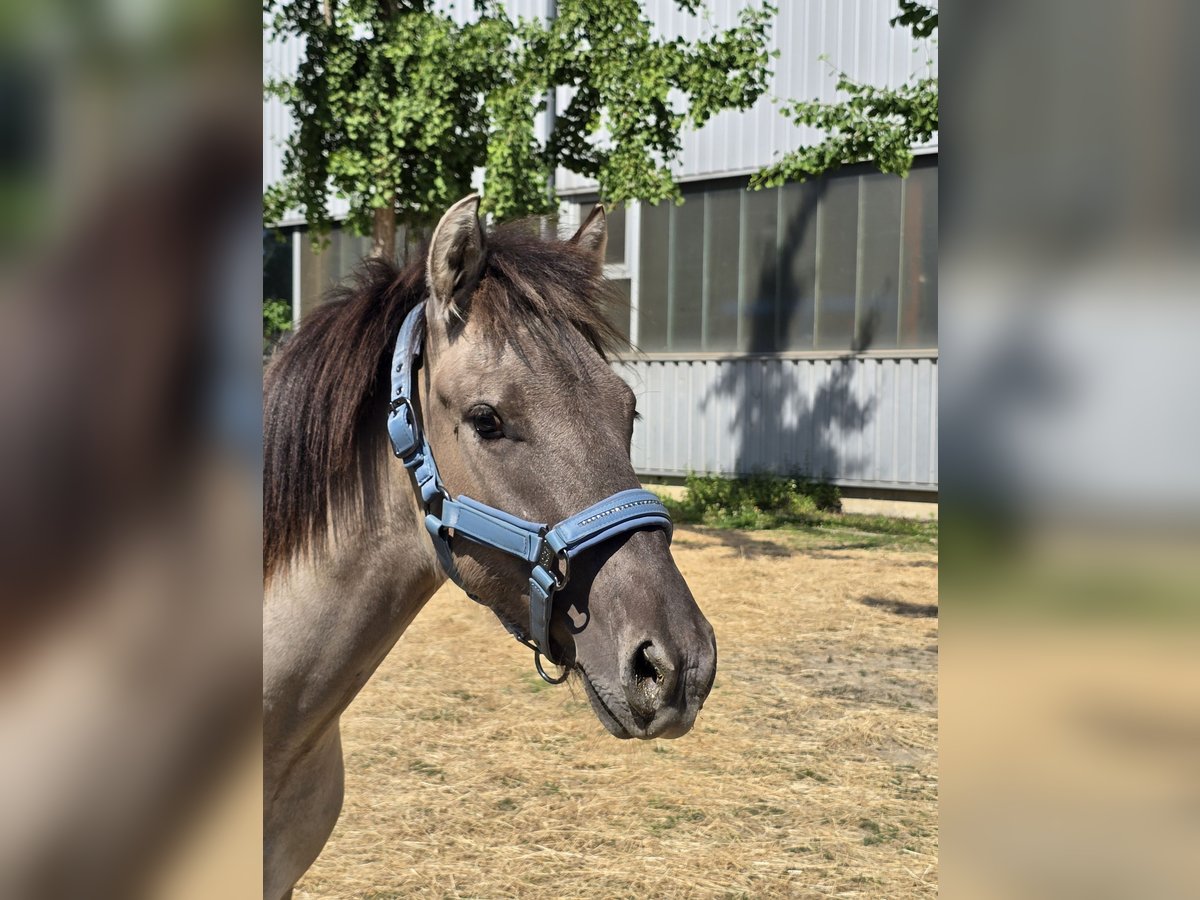 Konik Castrone 4 Anni 132 cm Falbo in Niederzier