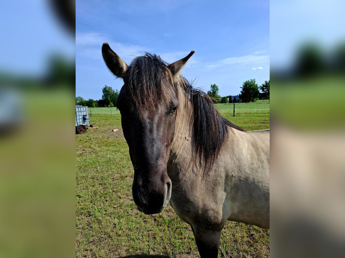 Konik Castrone 4 Anni 135 cm in Rogacze