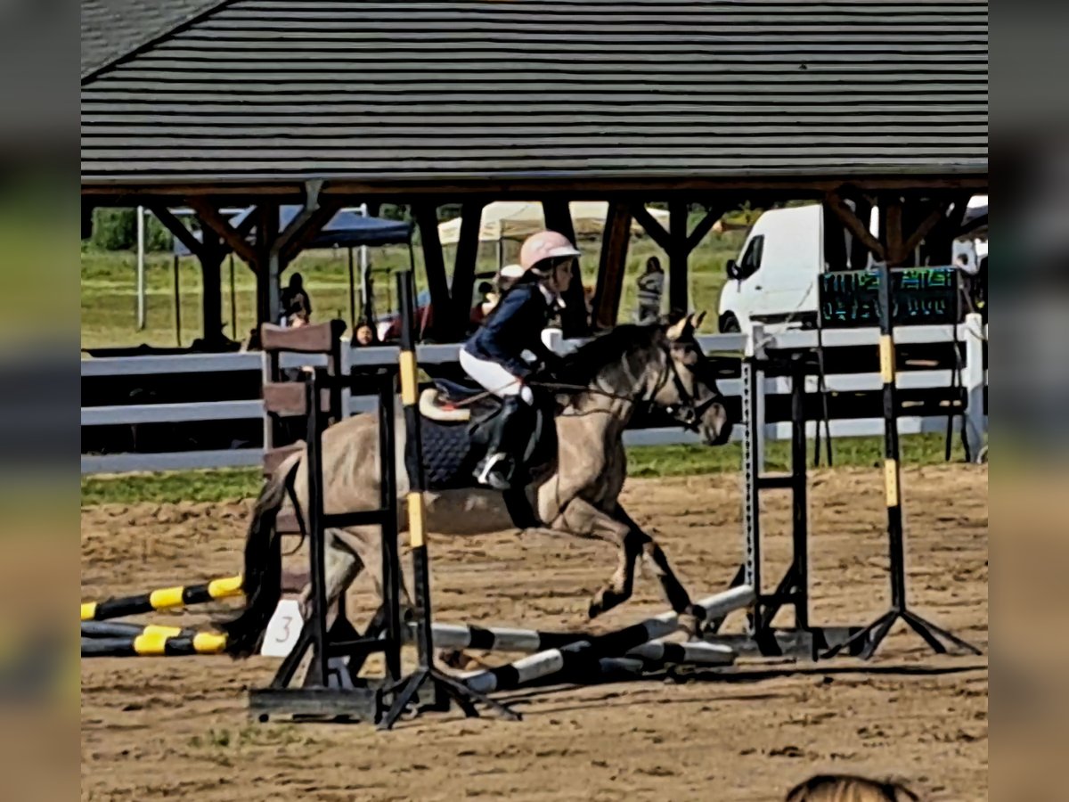 Konik Castrone 4 Anni 140 cm Falbo in Forst