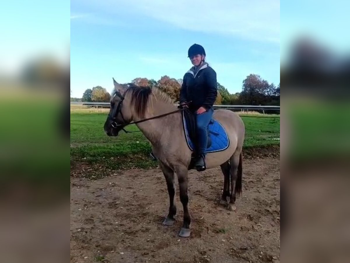 Konik Castrone 4 Anni 142 cm Falbo in Forst