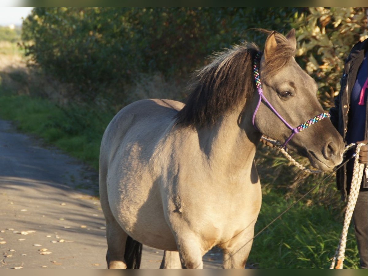 Konik Castrone 5 Anni 134 cm Falbo in Welver