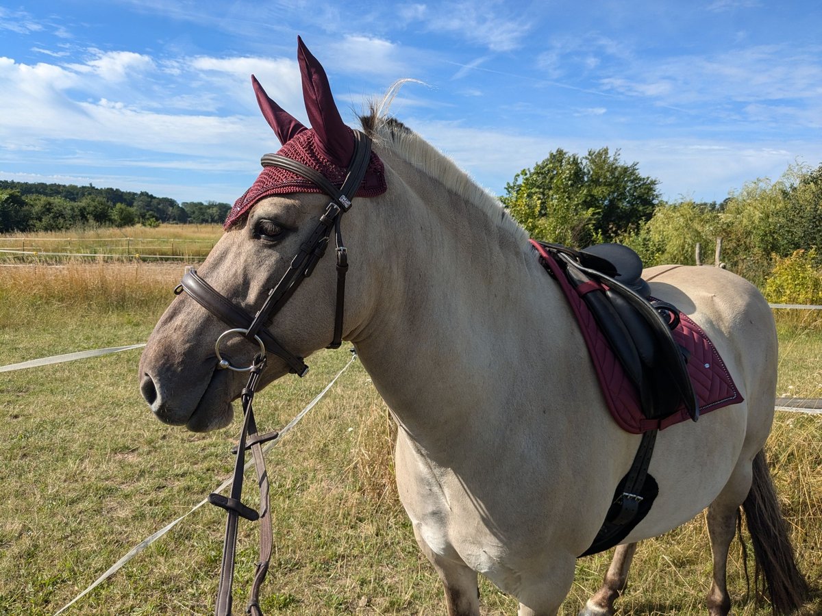 Konik Castrone 7 Anni 142 cm Falbo in Wriezen