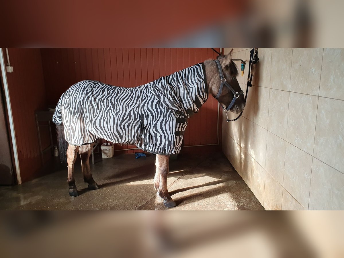 Konik Castrone 8 Anni 130 cm Può diventare grigio in Zakole-Wiktorowo