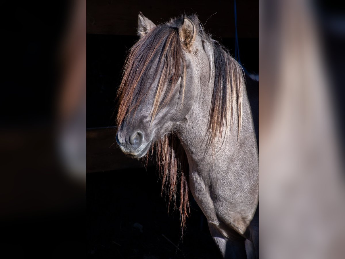 Konik Étalon 6 Ans 135 cm Isabelle in Glödnitz