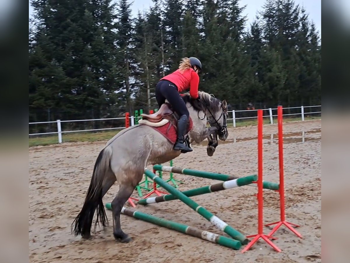 Konik Gelding 10 years 14,3 hh Dun in Forst