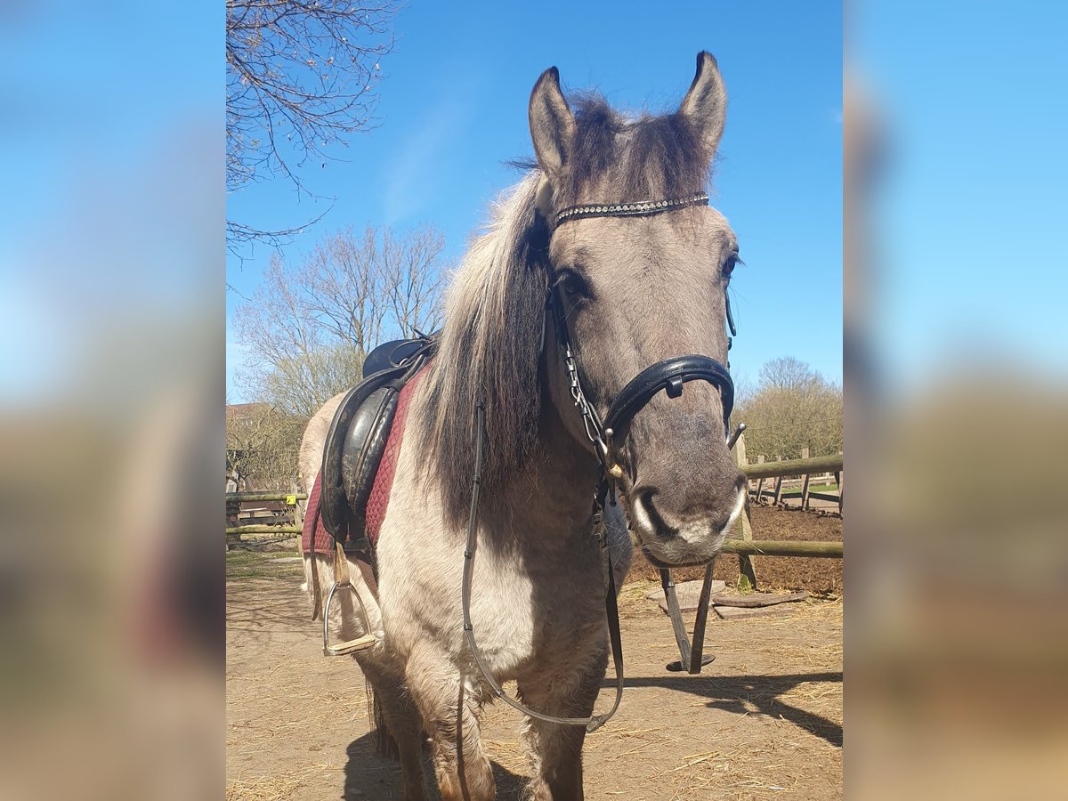 Konik Gelding 10 years 14 hh Roan-Blue in Timmendorfer Strand