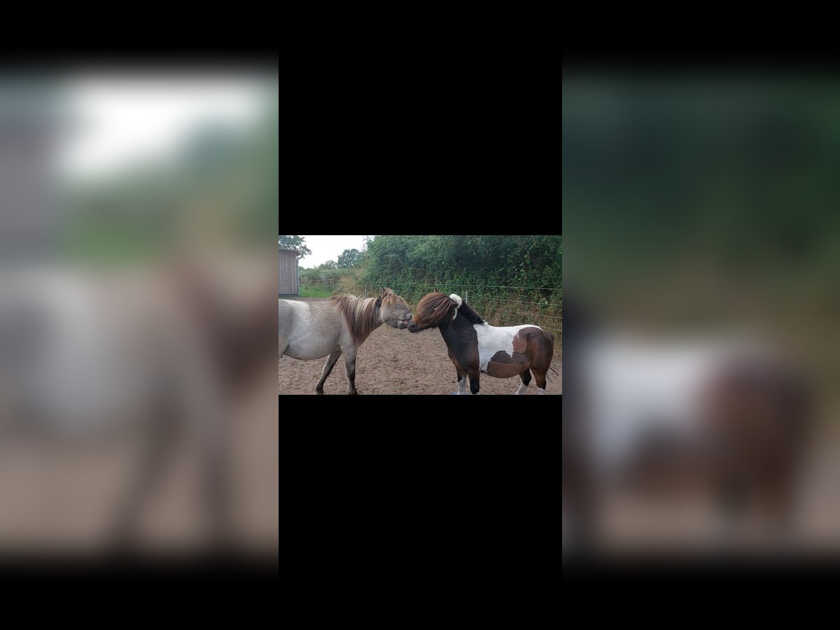 Konik Mix Gelding 2 years 11,2 hh in Rendsburg