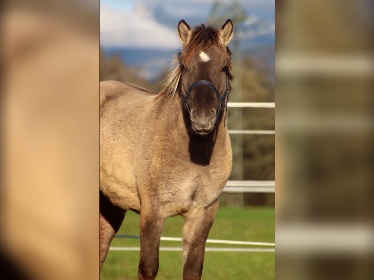 Konik Gelding 2 years 12,1 hh Grullo in Kirchbichl Konik Gelding 2 years 12,1 hh Grullo in Kirchbichl