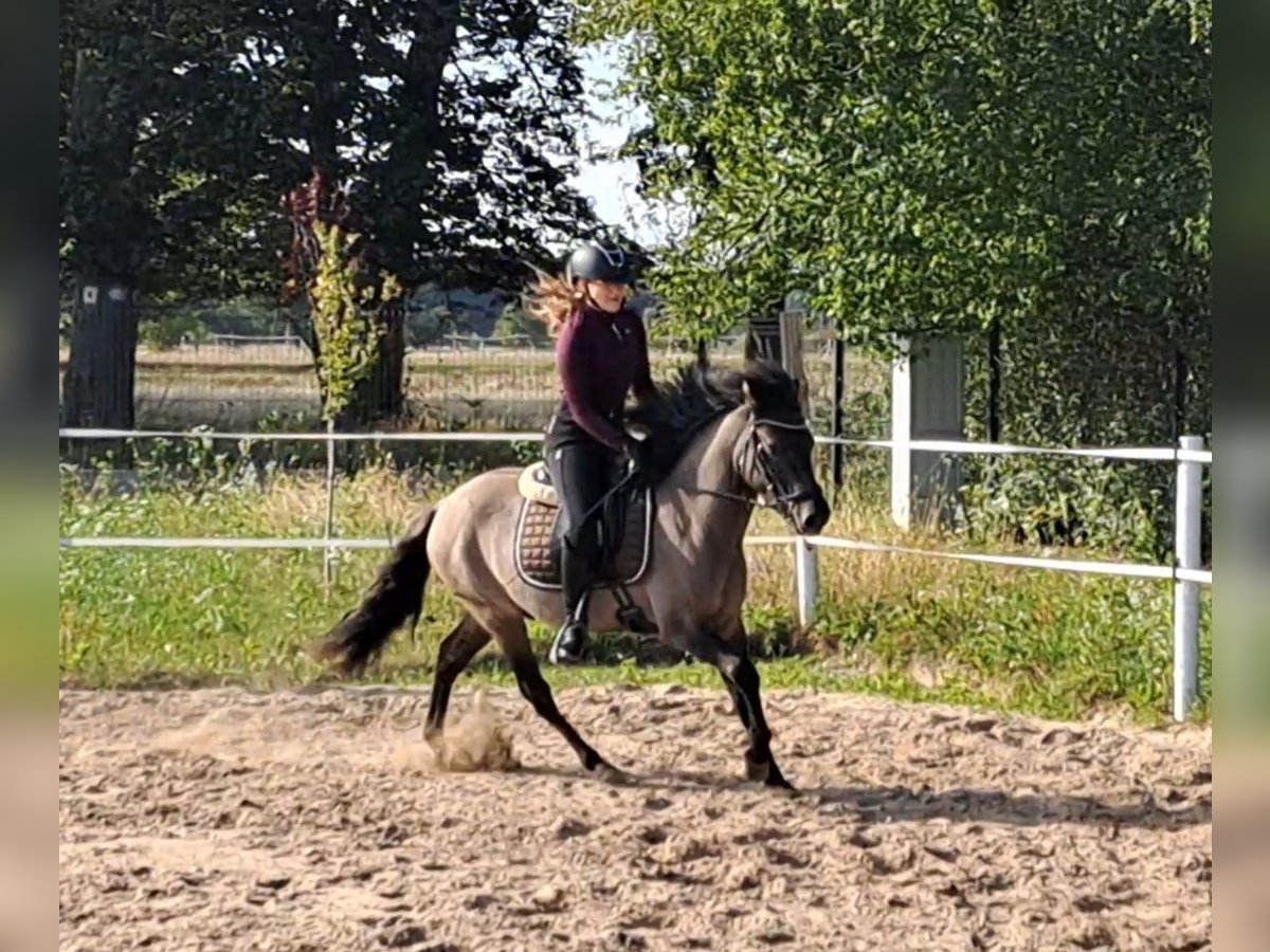 Konik Gelding 3 years 13,3 hh Dun in FORST