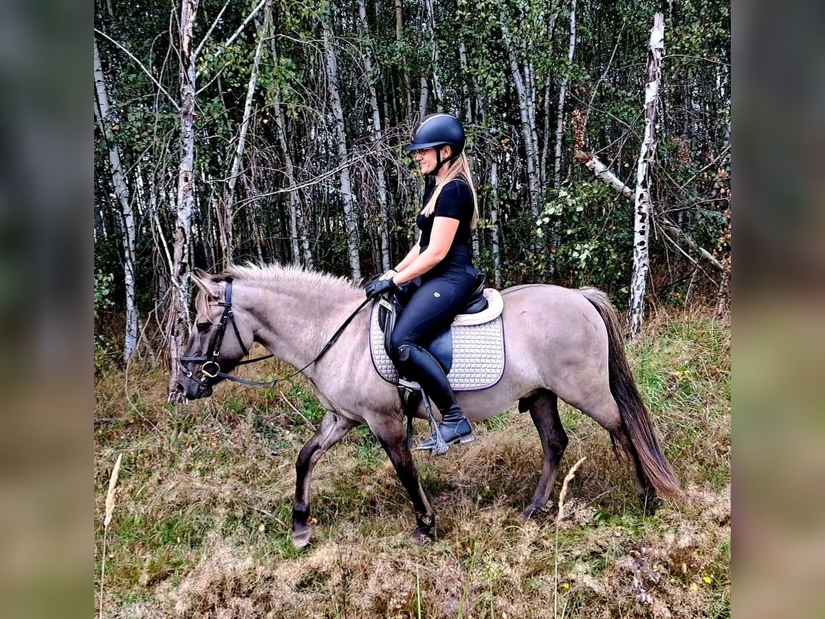 Konik Gelding 3 years 13,1 hh Dun in Forst