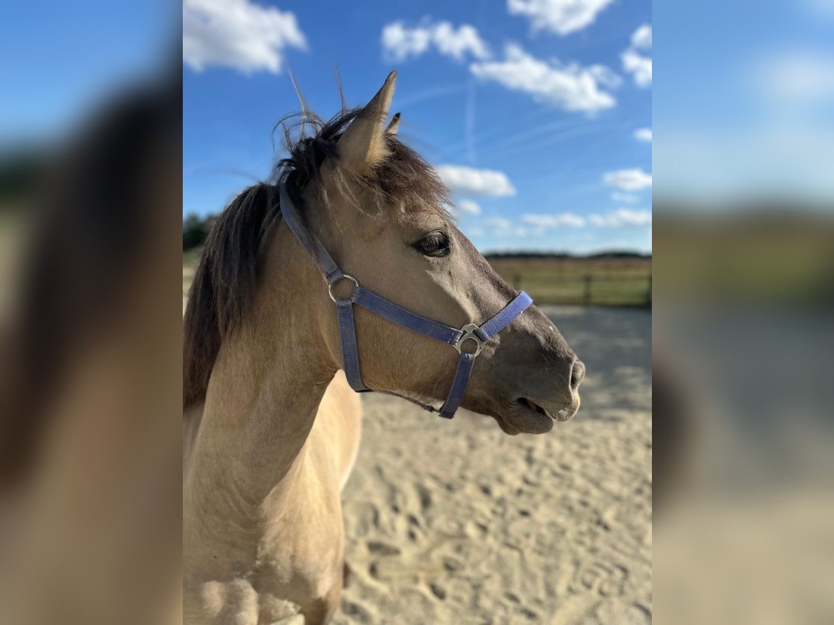 Konik Gelding 4 years 13,3 hh Dun in Hohenthann