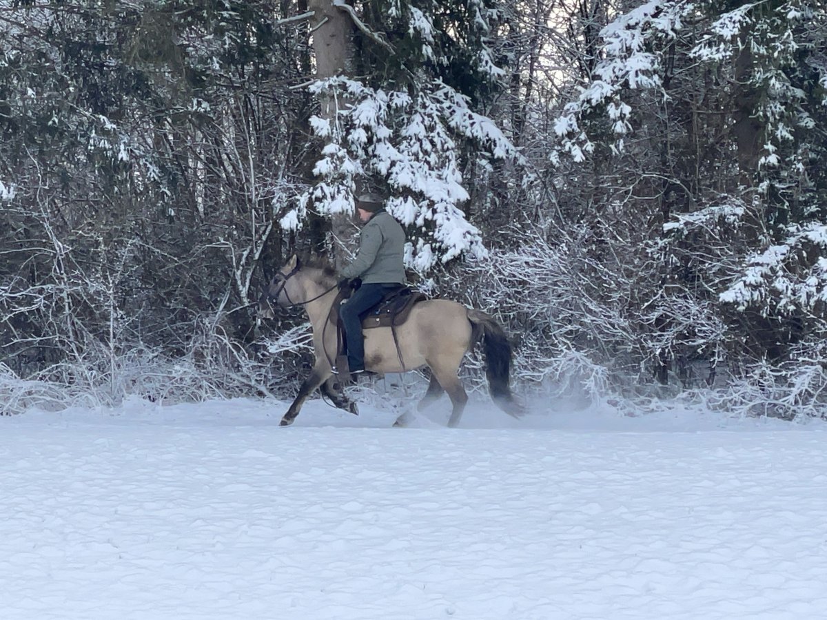 Konik Gelding 4 years 13,3 hh Dun in Fuchstal