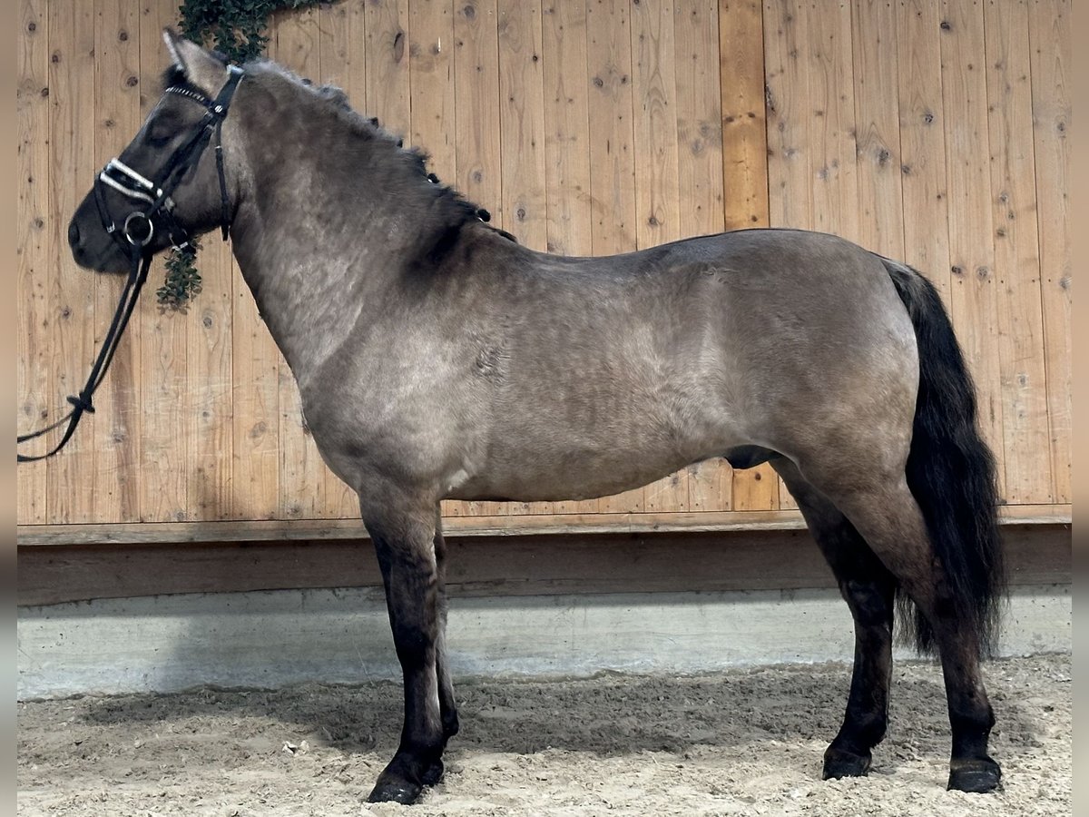 Konik Gelding 4 years 13,3 hh Dun in Riedlingen