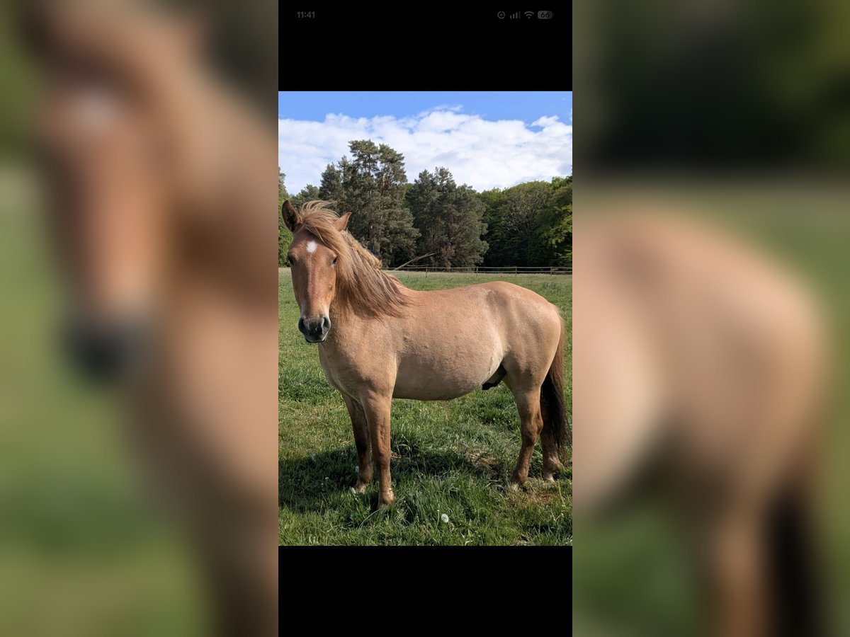 Konik Gelding 4 years 13,1 hh Bay in Rosenheim