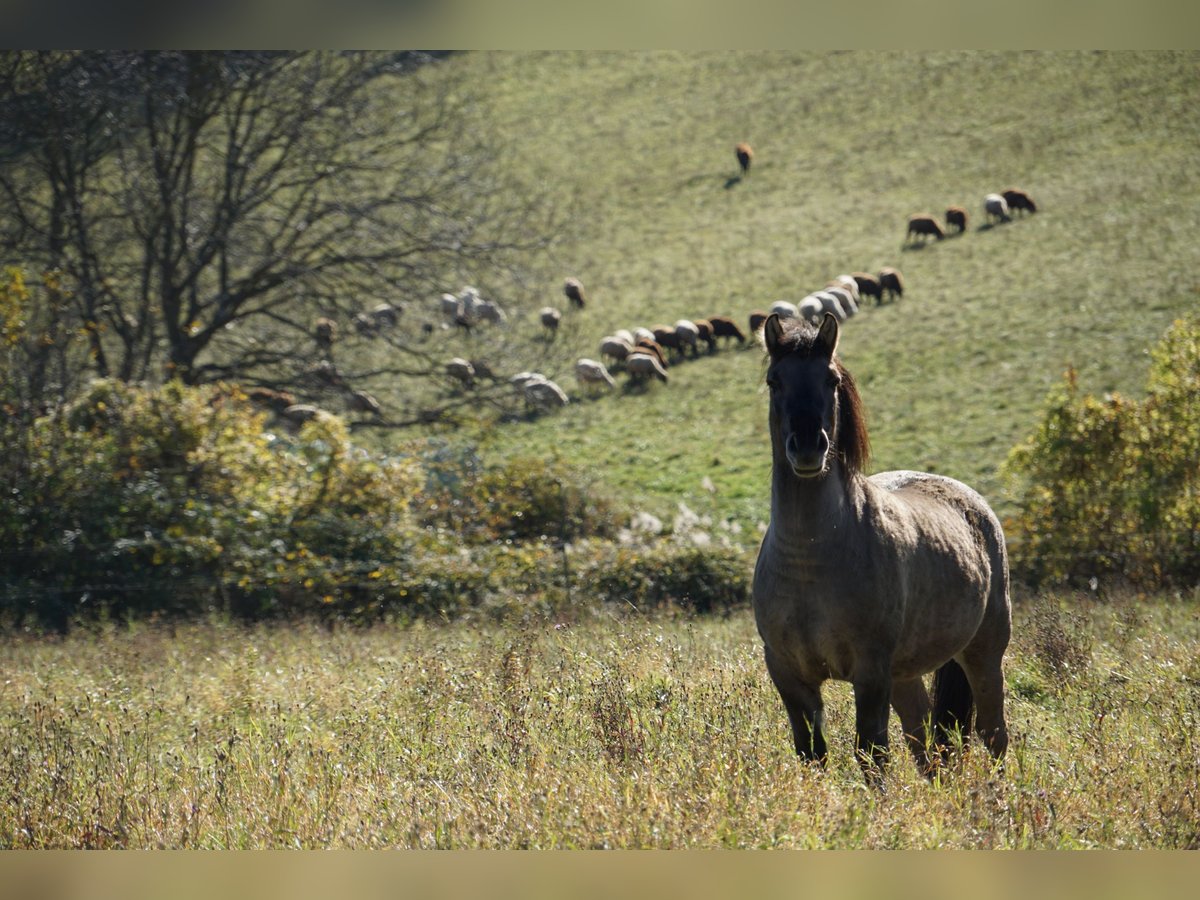 Konik Gelding 4 years 13,3 hh Dun in Kierling Klosterneuburg