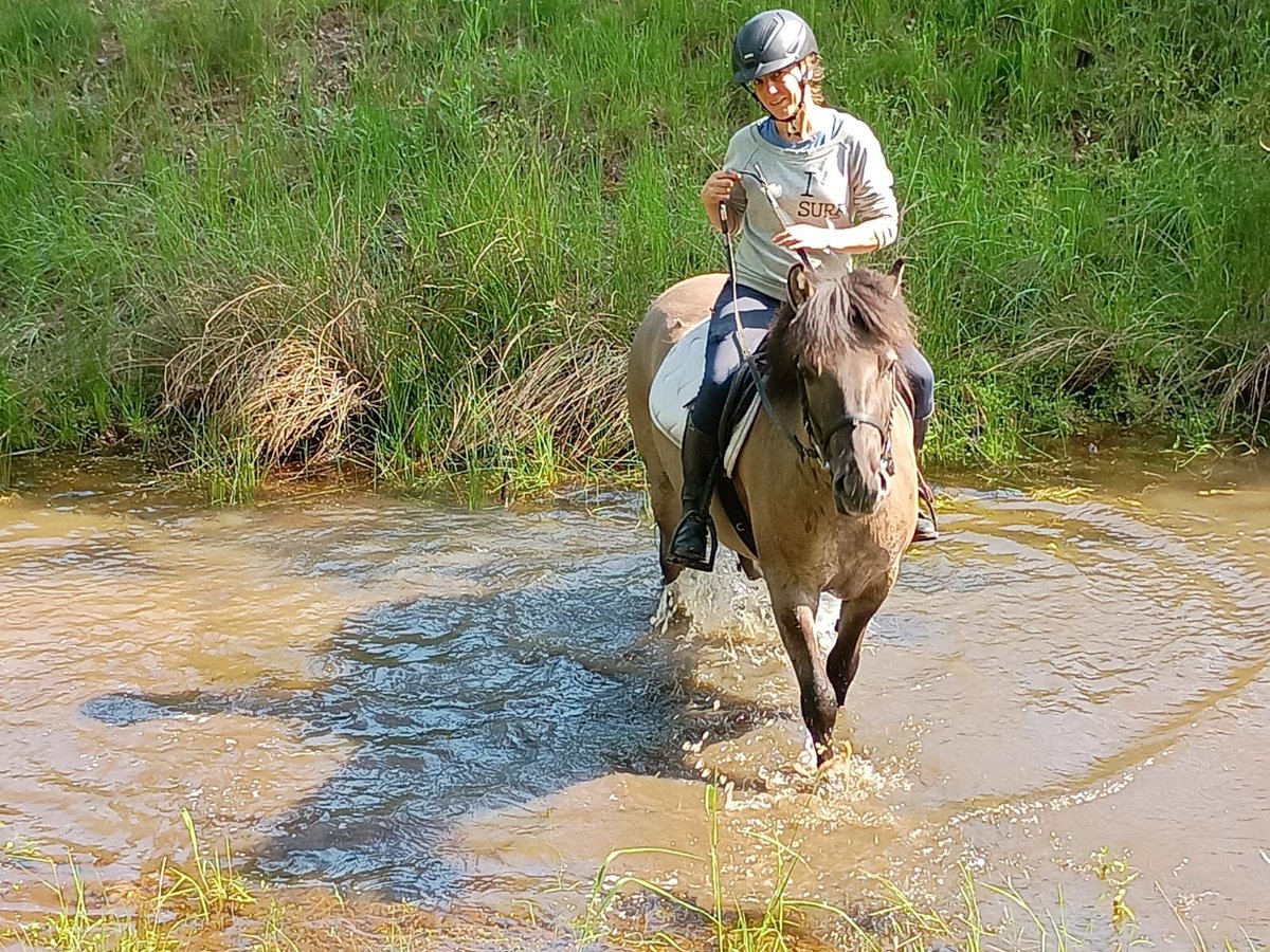 Konik Gelding 4 years 13,3 hh in Gorlitz