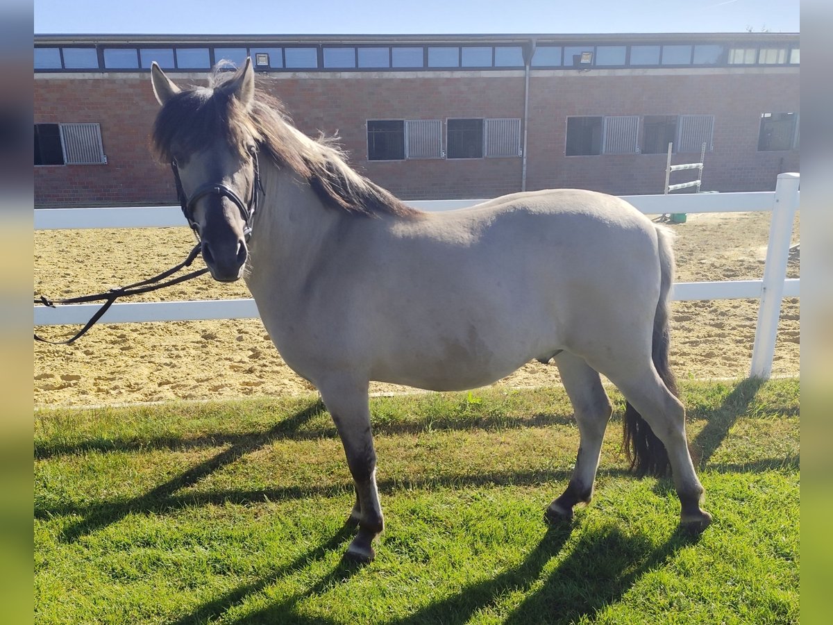 Konik Gelding 5 years 12,2 hh Dun in Bad Laer