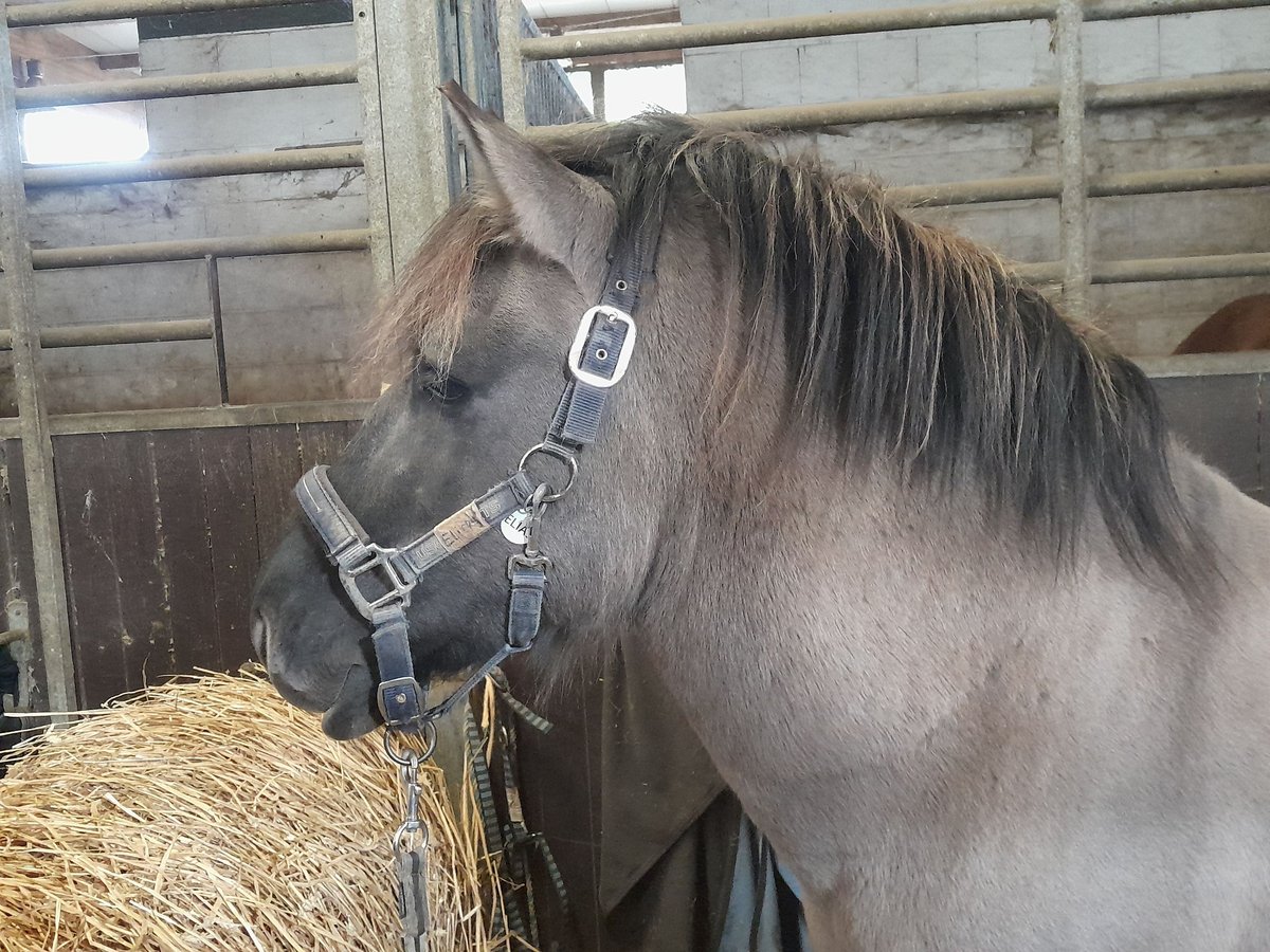 Konik Gelding 6 years 13,1 hh Dun in Niederzier
