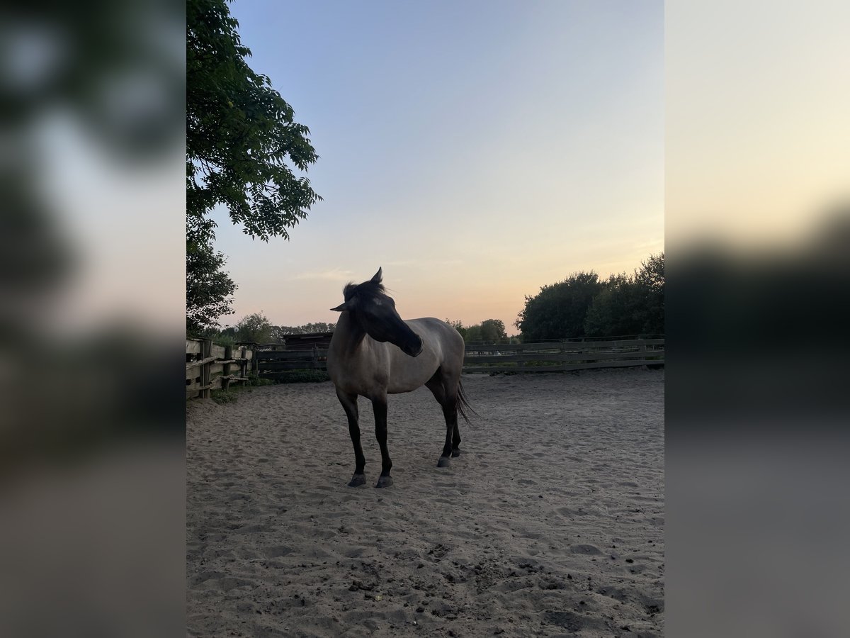 Konik Gelding 6 years 14,1 hh in Berlin