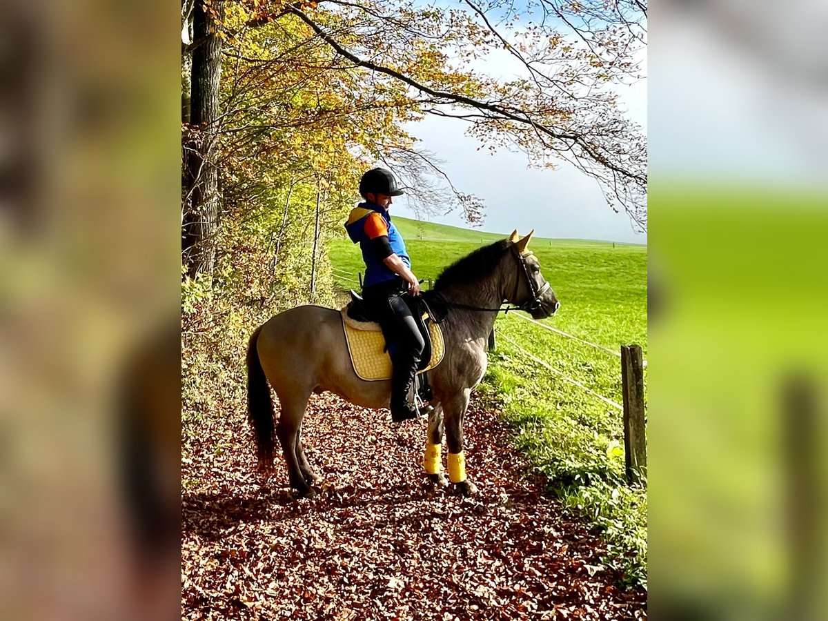 Konik Gelding 6 years 14 hh in Mattsee