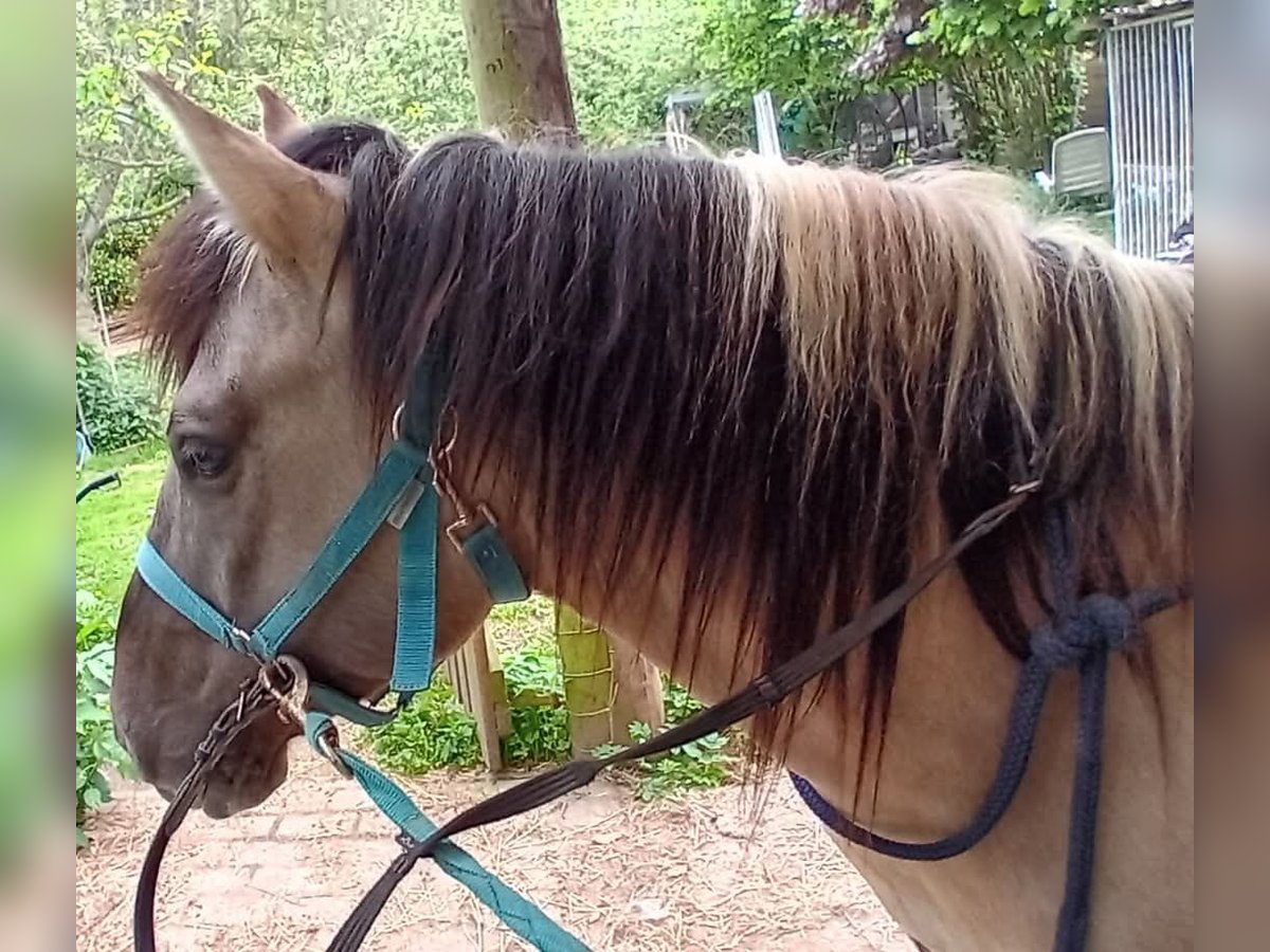 Konik Gelding 7 years 13,2 hh Grullo in Erps-Kwerps