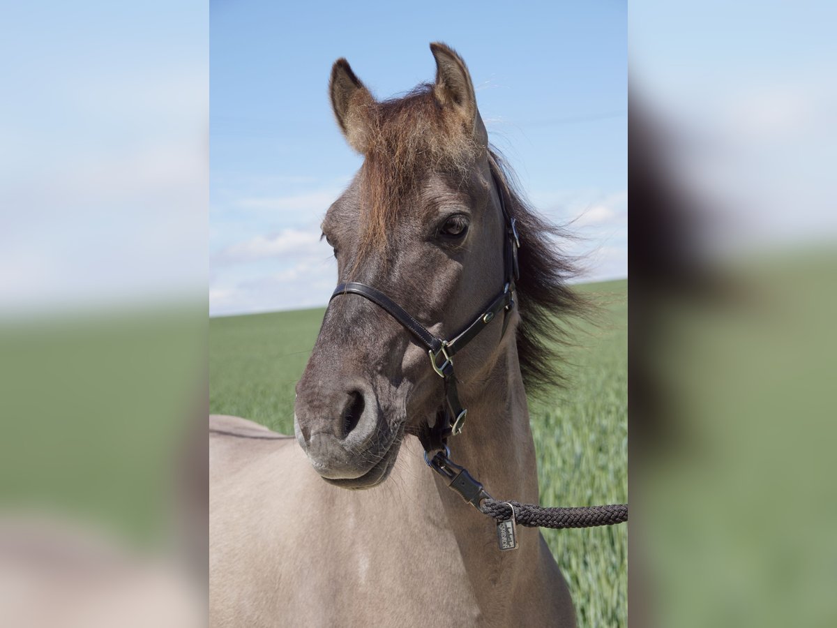 Konik Gelding 8 years 12,3 hh Dun in Hollfeld