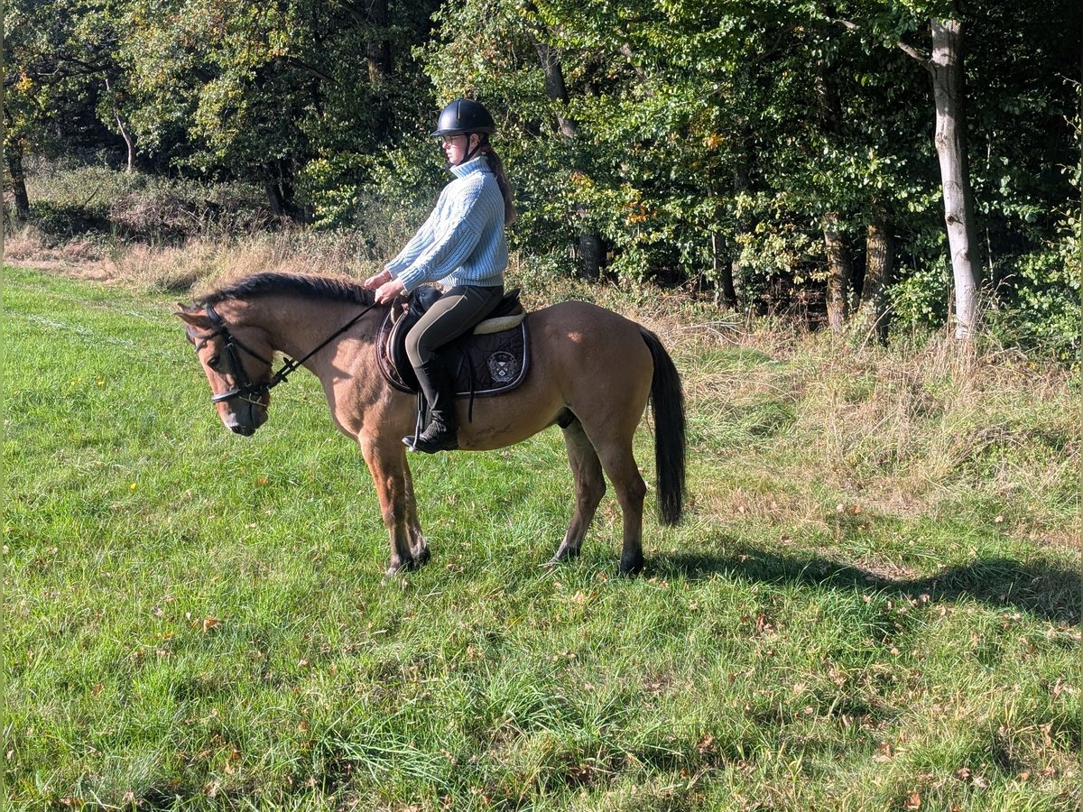 Konik Gelding 8 years 13,1 hh Dun in Morsbach
