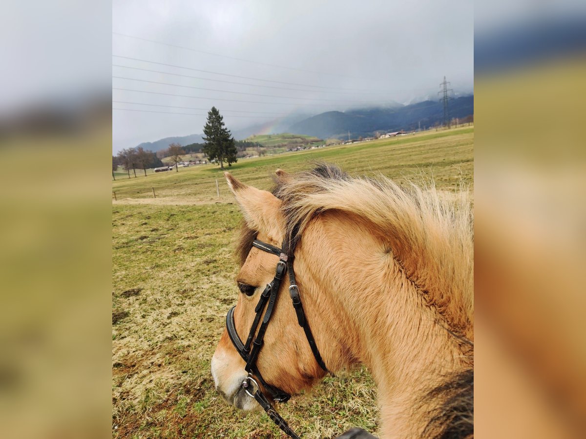 Konik Giumenta 10 Anni 143 cm Falbo in Atzing