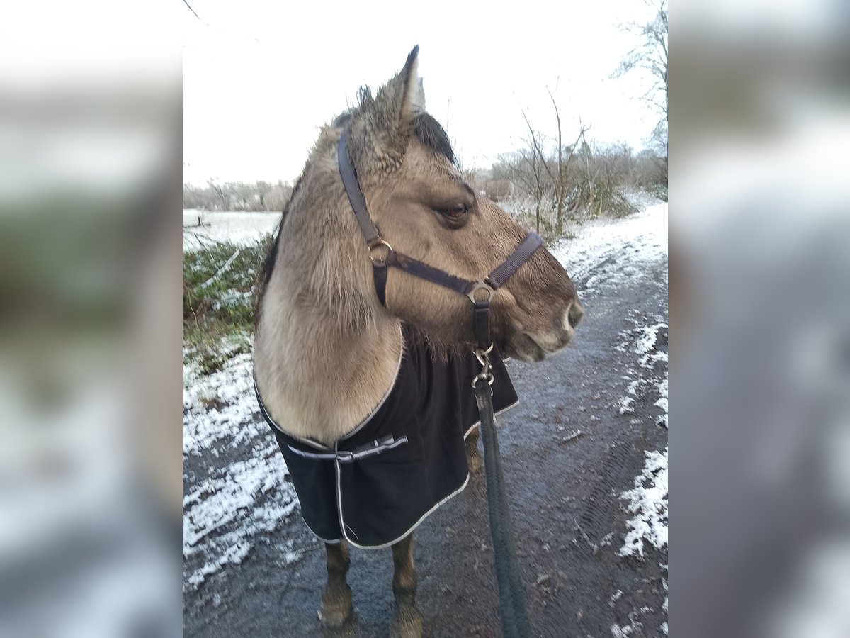 Konik Giumenta 11 Anni 135 cm in Kiel