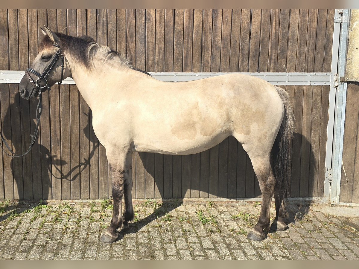 Konik Giumenta 11 Anni 135 cm Falbo in Mülheim an der Ruhr