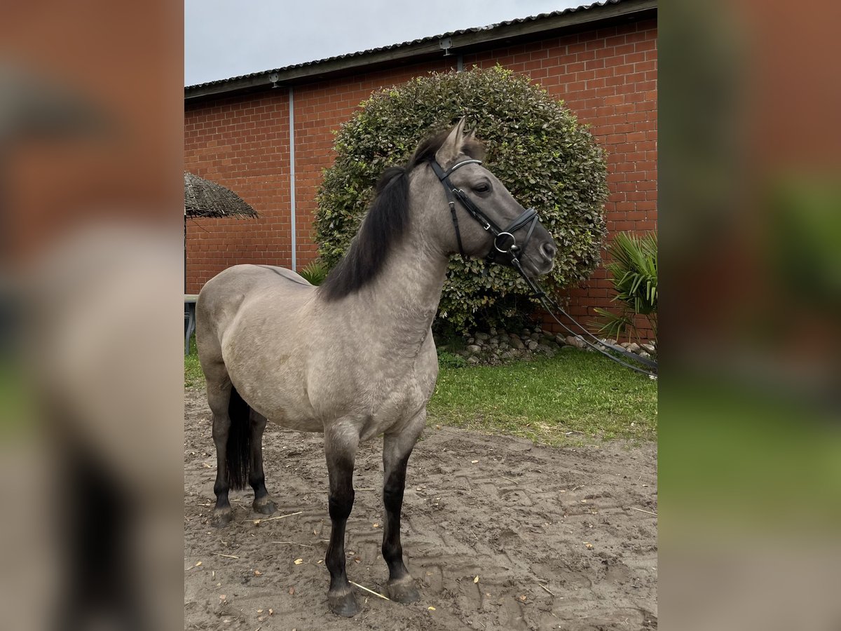 Konik Giumenta 11 Anni 136 cm Grullo in Gronau (Westfalen)