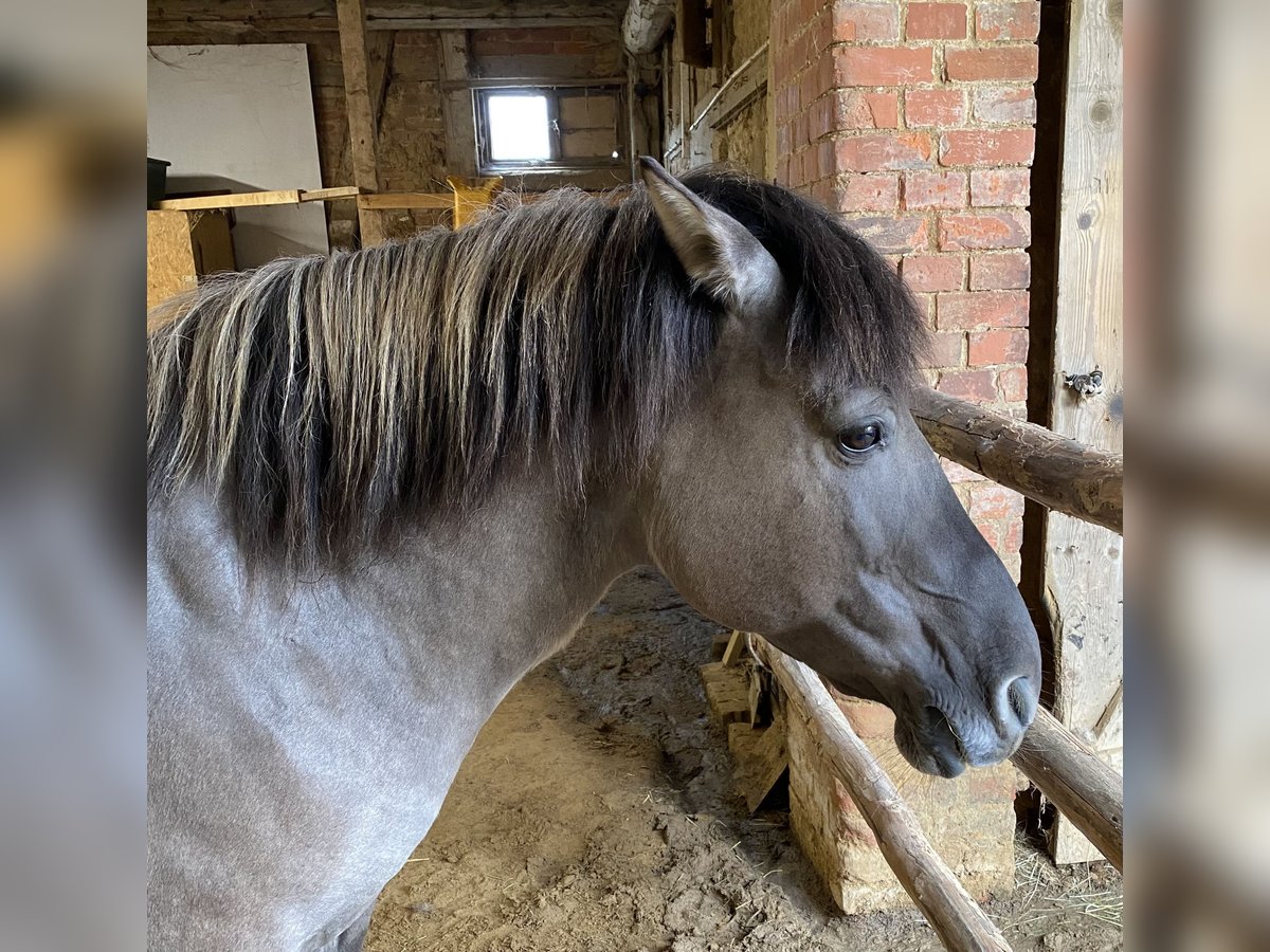 Konik Giumenta 15 Anni 137 cm in Bad Salzdetfurth