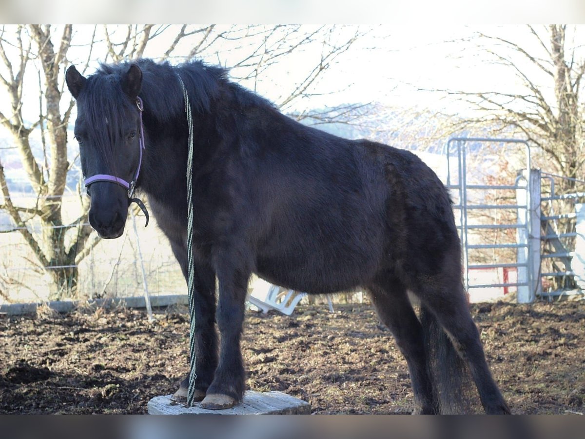 Konik Mix Giumenta 16 Anni 125 cm Morello in Herrischried