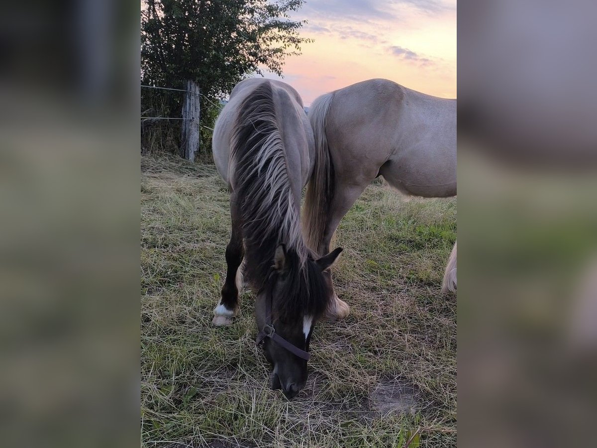 Konik Mix Giumenta 1 Anno 146 cm in Calden